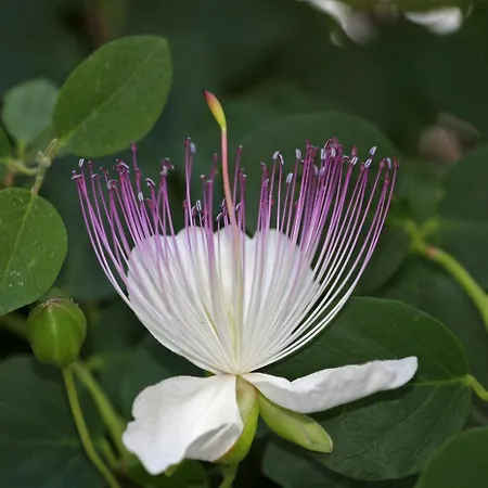 Kapar - Kairos Appartamento *