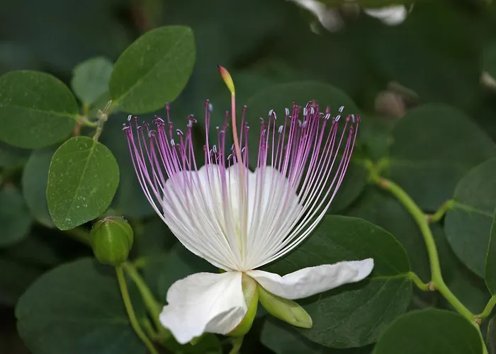 Kapar - Kairos Apartmán *